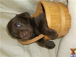 labrador retriever puppy posted by Horizon Kennels